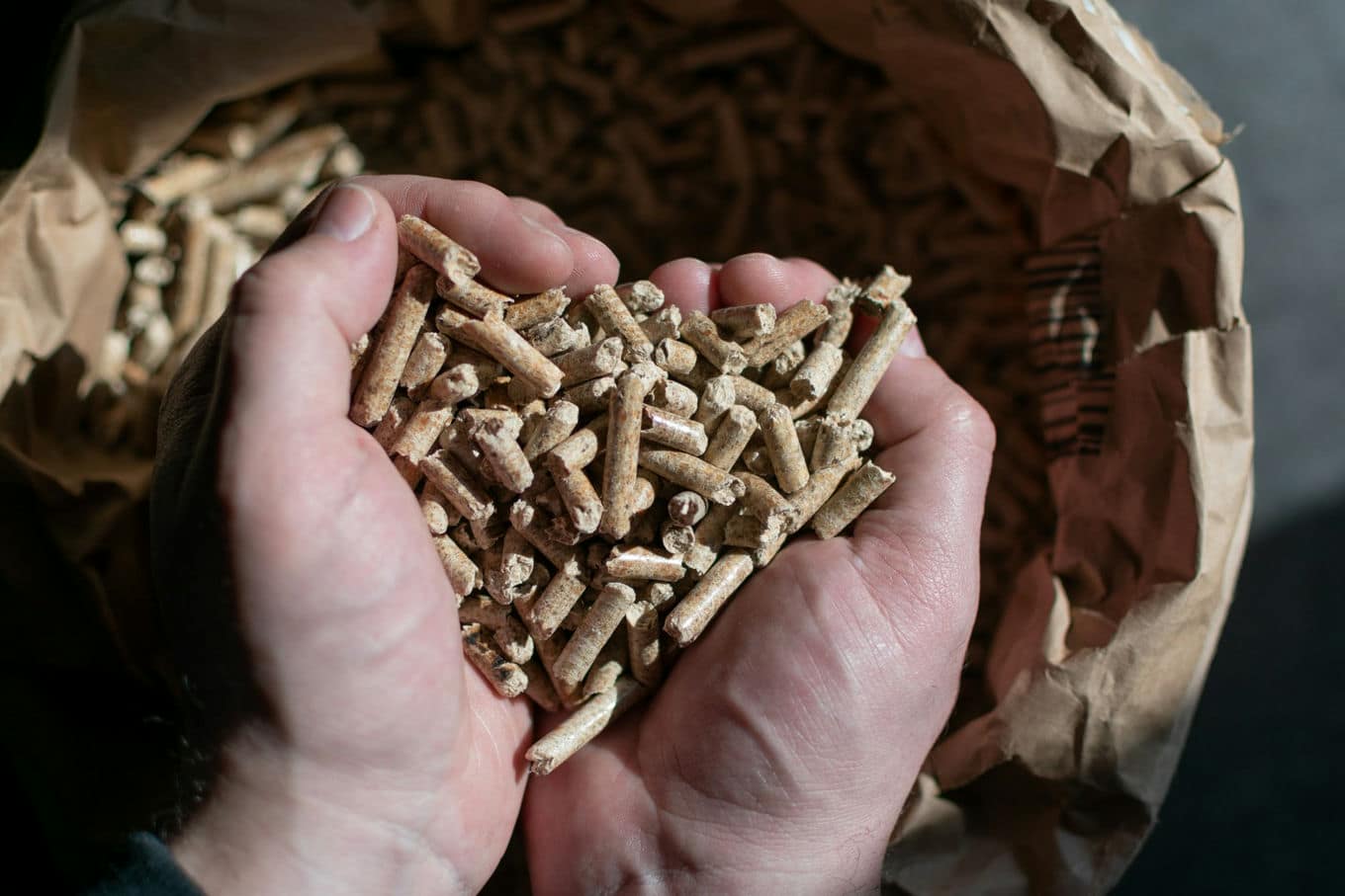pellet drzewny w dłoniach