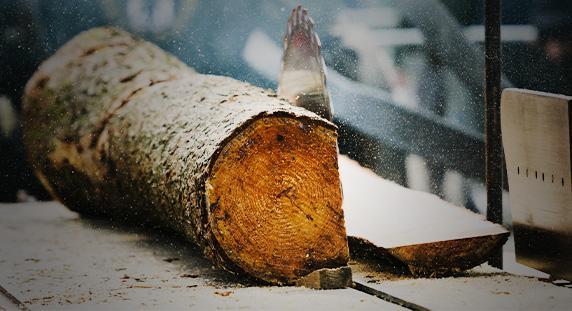 drewno rozcięte piłą